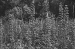   [Lupinus]