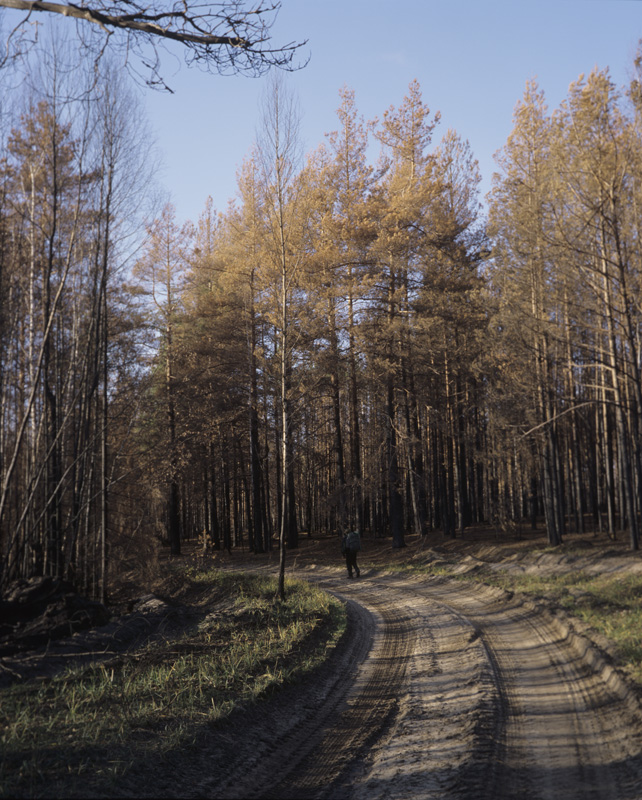 сосновый лес после низового пожара